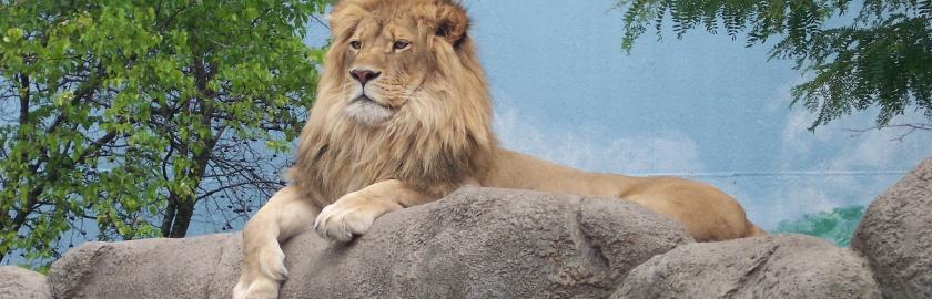 Le roi lion au studio