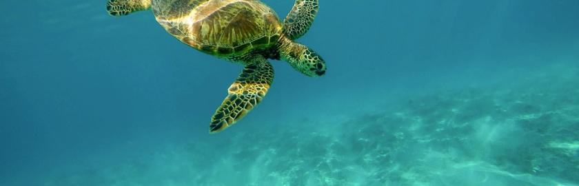 tortue - mission océan