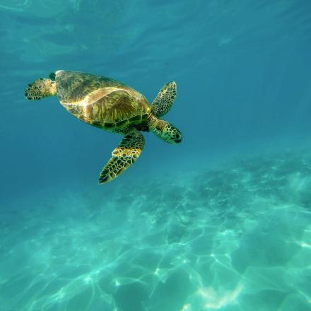 tortue - mission océan